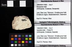 Foto (Objket + Etiketten) von Goniodromites bidentatus (Reuss, 1858) 